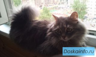  Помогите! Потерялась кошка с уникальным хвостом!