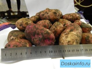 Картофель продовольственный +5 от производителя