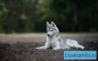 Чистопородные щенки, родословная РКФ