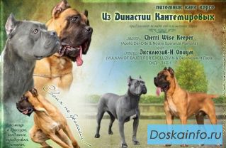 Кане корсо дети чемпионов