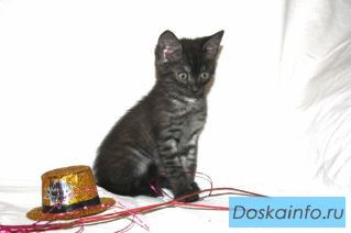 Котик 1.5 мес в хорошие руки