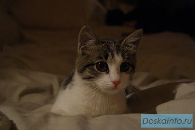 Слово квартиранту