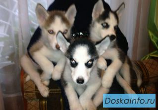 Щенки хаски