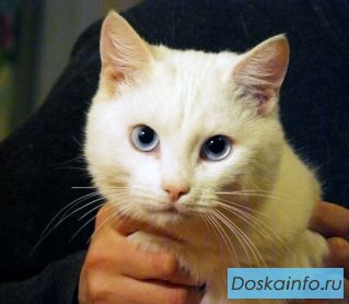 Потрясающий домашний белоснежный кот с голубыми глазами! Беленький!!!