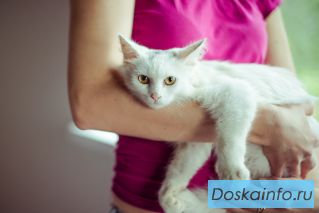 Забавный котенок Михасик в дар