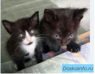 Отдам в хорошие руки 