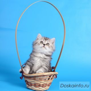 Хорошие котята