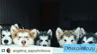 Продаются щенки аляскинского маламута!