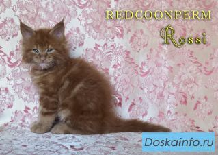 Котенок Мейн Кун красный солид