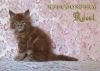 Котенок Мейн Кун красный солид