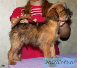 Брюссельский гриффон