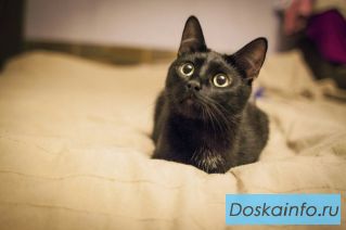 Роскошная пантера в добрые руки