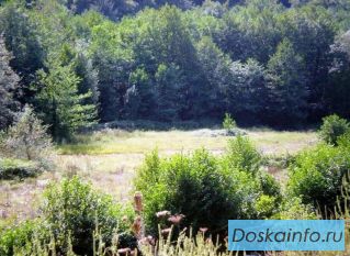 Участок в с. Ольгинка Туапсинского р-на