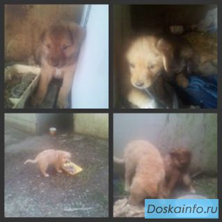 В добрые руки