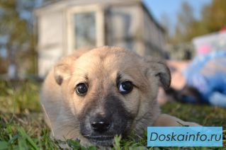 Скромный малыш в дар   