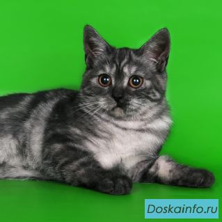 Котята для вас. Скоттиш-страйт