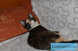 Маленькая Соня, ищет дом.