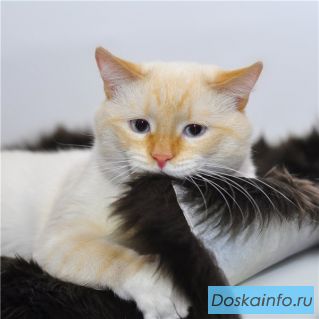 Котик Лютик с глазами цвета неба в Добрые руки