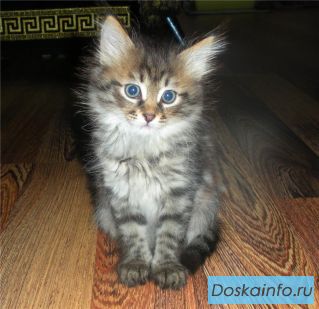 Котята в дар,метисы тайской