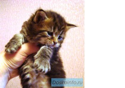 Котята МЕЙН-КУН из питомника 'Bonny's Beauty'