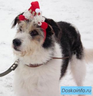 Идеальный домашний пес Иржик