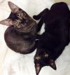 Котята Чаузи Ф5