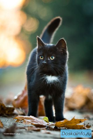 Котёнок Брошка в добрые руки (в дар)