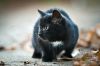 Уменьшенная картинка