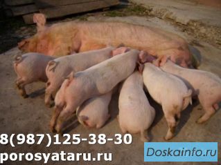 Поросятана откорм