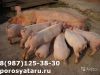 Поросятана откорм