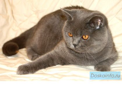 Британская кошечка