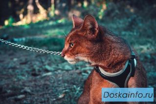 Котята Чаузи