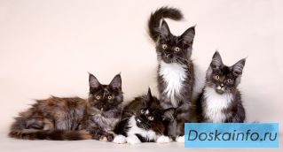 Чистопородные котята мейн-кун, ласковые рыси