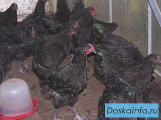 Индюк и петухи продам