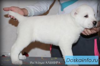 Крупные щенки алабая