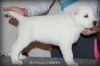 Крупные щенки алабая