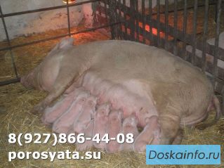 Поросята на откорм