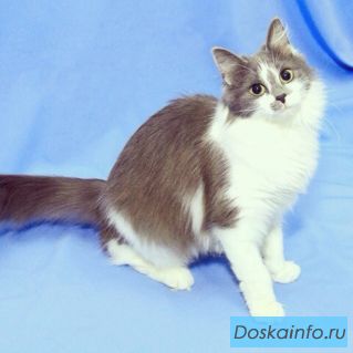 Малышка Китти ждет рождественского чуда
