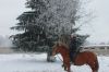 Прогулки на лошадях, в фаэтоне, катание на лошадях