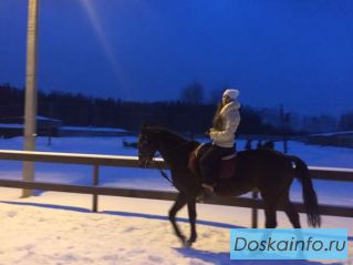 Конные прогулки, катание на лошадях, в    санях