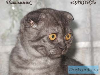 Шотландские Вислоухие котята окраса Черный Дым и Сил-Табби-Поинт.