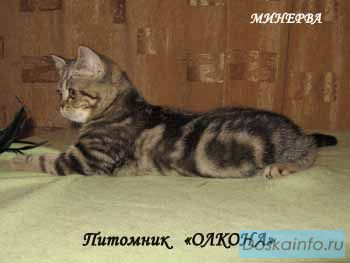 Шотландские Прямоухие котята окраса ЧЕРНЫЙ МРАМОР (браун-табби) .