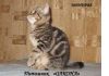 Уменьшенная картинка