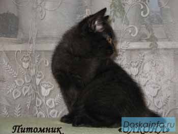 БРИТАНСКИЕ короткошерстные котята окраса Блю-Поинт, Черного и Глубого .