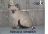 Уменьшенная картинка
