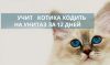 Чудо лоток для кошки!