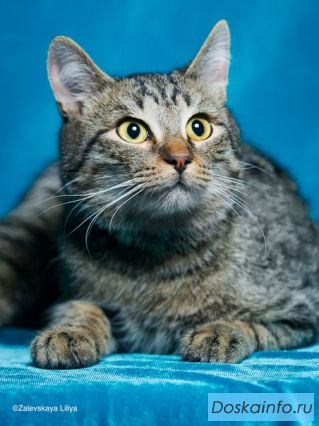 Котик  подросток Фунтик ищет хозяев