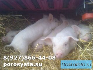 Поросята отъемыши