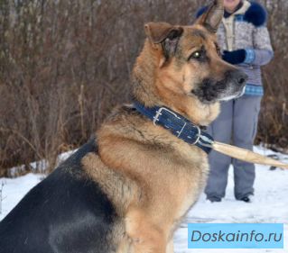 Брут -обожает мячики и футбол.