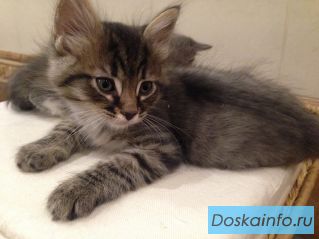 Отдам чудесных котят в добрые руки
